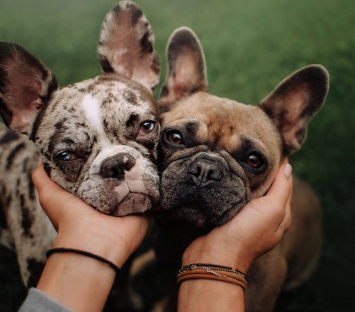 persian kitten and french bulldog puppy laying down looking at viewer with reflection